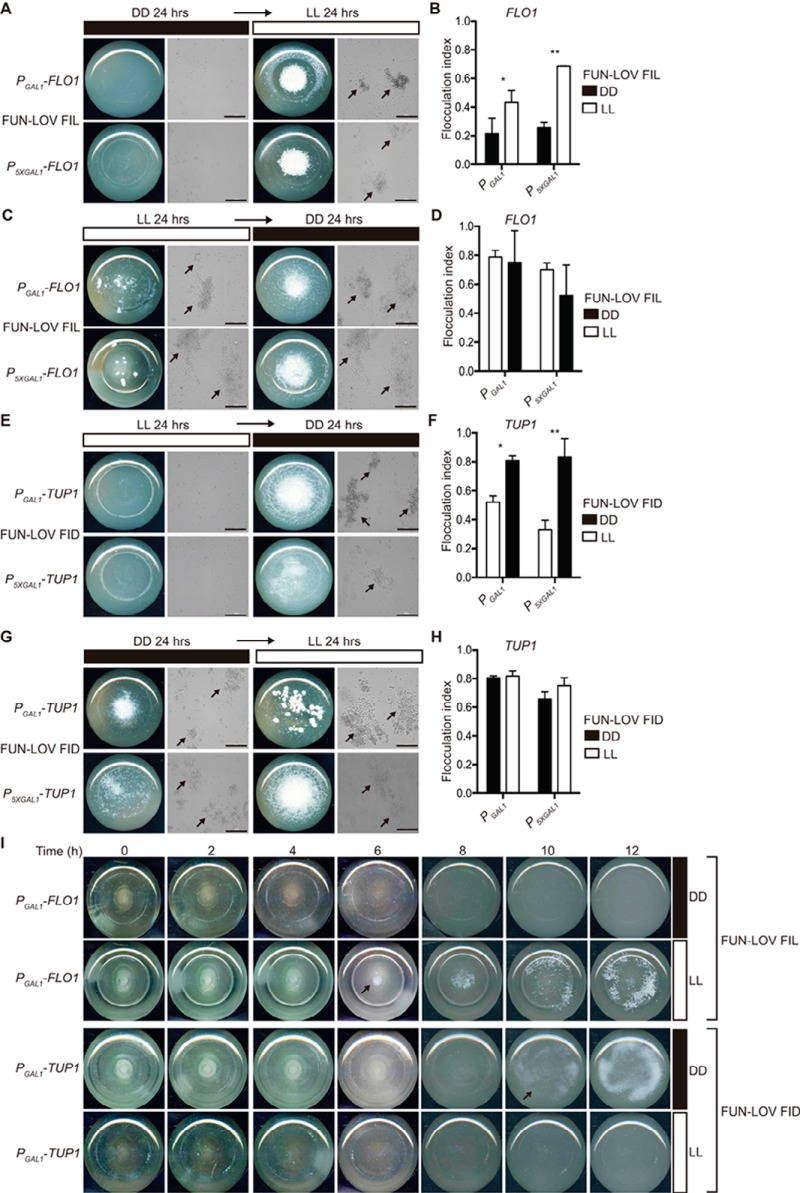 FIG 6 