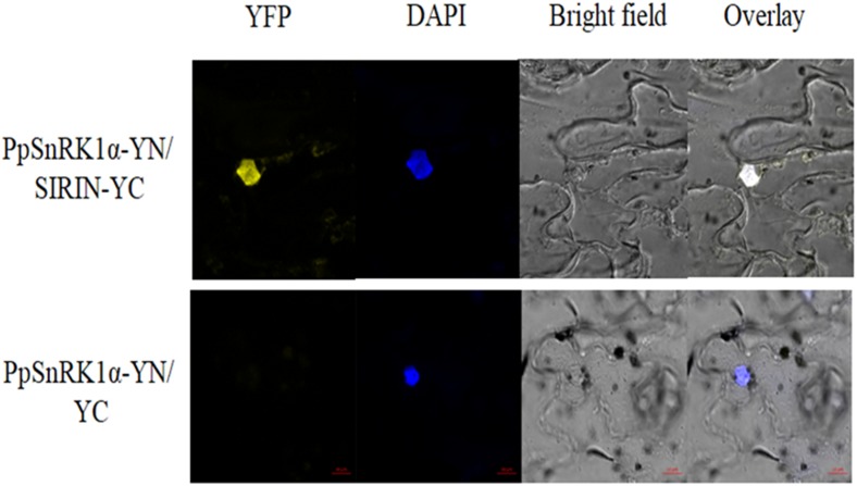 FIGURE 4