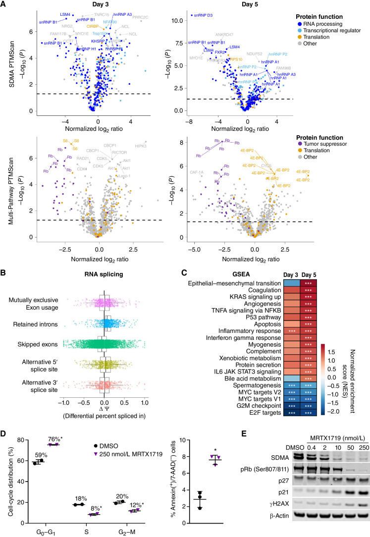 Figure 3. MRTX1719 treatment disrupts PRMT5-regulated processes in MTAP del cancer cells. A, Volcano plots of posttranslational modifications of trypsin-digested peptides from LU99 cells treated for 3 or 5 days with 1 μmol/L MRTX1719 vs. DMSO as measured by LC-MS/MS following antibody enrichment using the SDMA PTMScan kit (top) or the Multi-Pathway PTMScan kit (bottom) that includes phosphorylation (Cell Signaling Technology). B, RNA-seq data were generated from LU99 cells treated with MRTX1719 or DMSO for 3 days, and transcripts were analyzed for alternative RNA splicing using rMATS. Transcripts with retained introns were increased in MRTX1719-treated vs. DMSO-treated cells. C, GSEA was performed on RNA-seq data from 3- and 5-day MRTX1719-treated LU99 cells compared with DMSO-treated. ***, FDR <0.25. D, LU99 cells were treated with 250 nmol/L MRTX1719 for 3 days and analyzed on a Guava flow cytometer. Cell-cycle distribution analysis (left) was performed, and apoptotic cells were analyzed for surface Annexin V–positive, 7-AAD–negative staining (right). Summary data from 2 or 3 independent experiments are presented as the mean ± SD. Statistics were determined using a two-tailed Student t test with significance indicated (*, P < 0.05). E, Cell lysates from LU99 cells treated for 3 days with MRTX1719 and analyzed for selected protein markers by Western blot.