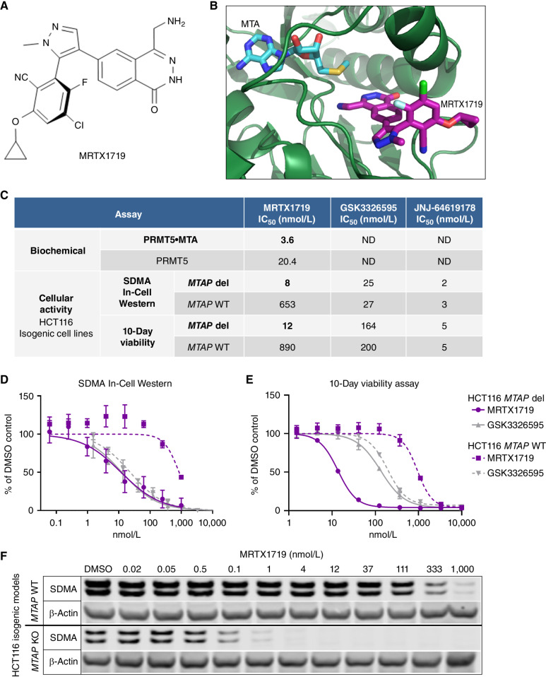 Figure 1. MRTX1719 binds PRMT5/MTA and selectively inhibits MTAP del cancer cells with reduced activity in MTAP WT cells. A, Chemical structure of MRTX1719. B, X-ray crystal structure of MRTX1719 cocomplexed with PRMT5/MEP50 and MTA (right; Protein Data Bank code 7S1S; ref. 14). C, MRTX1719 was run in a PRMT5/MEP50 biochemical assay that measures the activity of the complex in the absence and presence of MTA at an approximate IC50 concentration of MTA in the assay (2 μmol/L). MRTX1719, GSK3326595, and JNJ-64619178 were run in SDMA In-Cell Western (SYM11 antibody; C and D) and 10-day viability assays (C and E) in MTAP del and WT HCT116 cell lines. ND, not determined. F, Cropped SDMA Western blot showing protein bands that correlate with the molecular weight of SmD3 in MTAP del and WT HCT116 cell lines following 4 days of treatment with a range of concentrations of MRTX1719, with β-actin run as a loading control. KO, knockout.