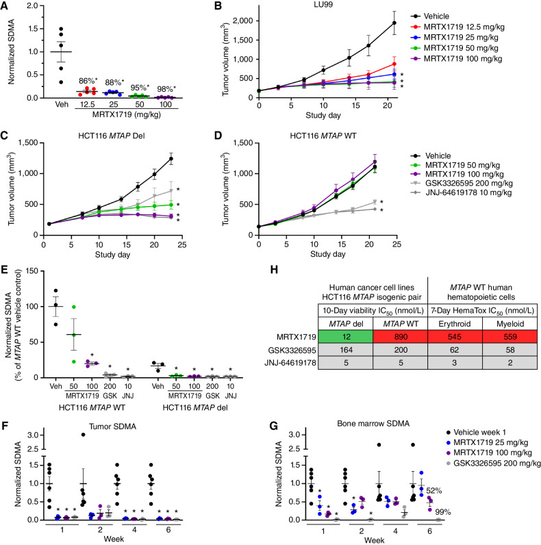 Figure 2. MRTX1719 exhibits selective, dose-dependent inhibition of PRMT5-dependent SDMA modification in MTAP del tumor xenografts in vivo. A, MRTX1719 was administered daily via daily oral gavage for 22 days to immunocompromised mice bearing LU99 tumor xenografts (average initial tumor volume ∼180 mm3) at 12.5, 25, 50, and 100 mg/kg. Tumors were collected 4 hours after dose, and SDMA was analyzed by immunoblot and quantified with densitometry. Average normalized SDMA values were divided by the average value in vehicle-treated tumors to calculate percent inhibition. Data shown represent the average of 2 to 3 tumors per treatment group ± SEM. Statistics were determined using a two-tailed Student t test with significance indicated (*, P < 0.05). Veh, vehicle. B, MRTX1719 was administered at the indicated doses via daily oral gavage to mice bearing established LU99 cell line–derived tumor xenografts as in A. Data, mean tumor volume ± SEM. Statistics were determined using a two-way ANOVA with significance indicated (*, P < 0.05). A and B were previously published in Smith et al. (14). C and D, MRTX1719, GSK3326595, or JNJ-64619178 was administered via daily oral gavage at the doses indicated to mice bearing established HCT116 MTAP del (C) or MTAP WT (D) cell line–derived tumor xenografts. Dosing was initiated when tumors were ∼150 mm3. Data, mean tumor volume ± SEM. Statistics were determined using a two-way ANOVA with significance indicated (*, P < 0.05). E, Tumors from the HCT116 MTAP WT or HCT116 MTAP del cell line–derived xenografts in C and D were collected 4 hours after dose, and SDMA was analyzed by immunoblot. Data shown represent the average of 3 tumors per treatment group ± SEM. Statistics were determined using a two-tailed Student t test with significance indicated (*, P < 0.05). GSK, GSK3326595; JNJ, JNJ-64619178. F and G, MRTX1719 and GSK3326595 were administered via daily oral gavage to immunocompromised mice bearing established LU99 xenograft tumors at the indicated doses for the indicated number of weeks. Tumor (F) and bone marrow (G) were collected 4 hours after last dose, and SDMA was analyzed by Western blot densitometry. Representative SDMA bands were analyzed from 3 to 5 tumor lysates and bone marrow lysates from 3 to 5 mice per treatment group, and data are shown as mean normalized SDMA levels ± SEM. Statistics were determined using a two-tailed Student t test with significance indicated (*, P < 0.05). H, MRTX1719, JNJ-64619178, and GSK3326595 were run in human erythroid and myeloid 7-day HemaTox assays (STEMCELL Technologies) and were compared with IC50 values from 10-day HCT116 MTAP del and MTAP WT cell line viability assays.