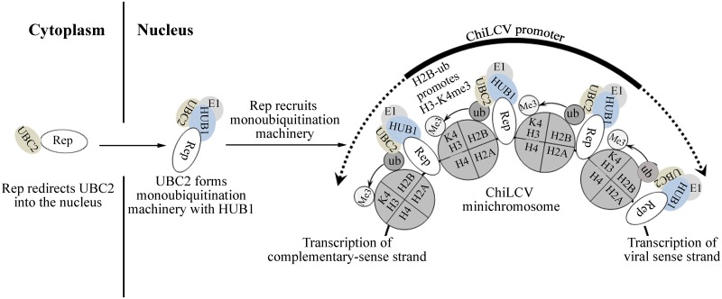 Fig 10