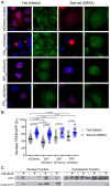 Figure 7—figure supplement 1.