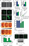 Figure 2—figure supplement 2.