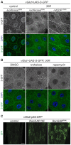 Figure 5—figure supplement 1.