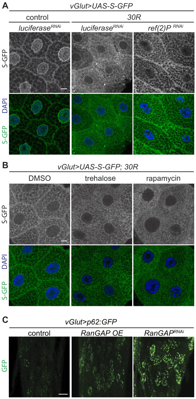 Figure 5—figure supplement 1.