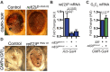 Figure 1—figure supplement 1.