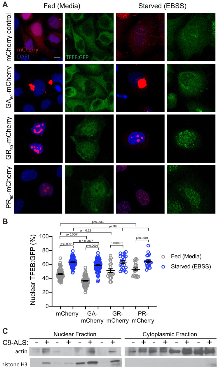 Figure 7—figure supplement 1.