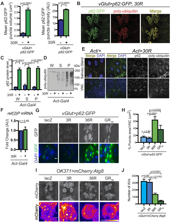 Figure 2—figure supplement 1.