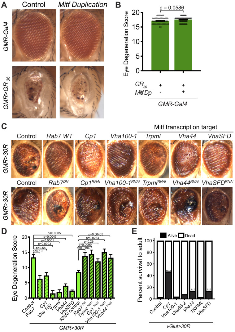 Figure 6—figure supplement 1.