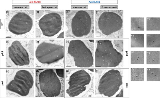 Fig. 4