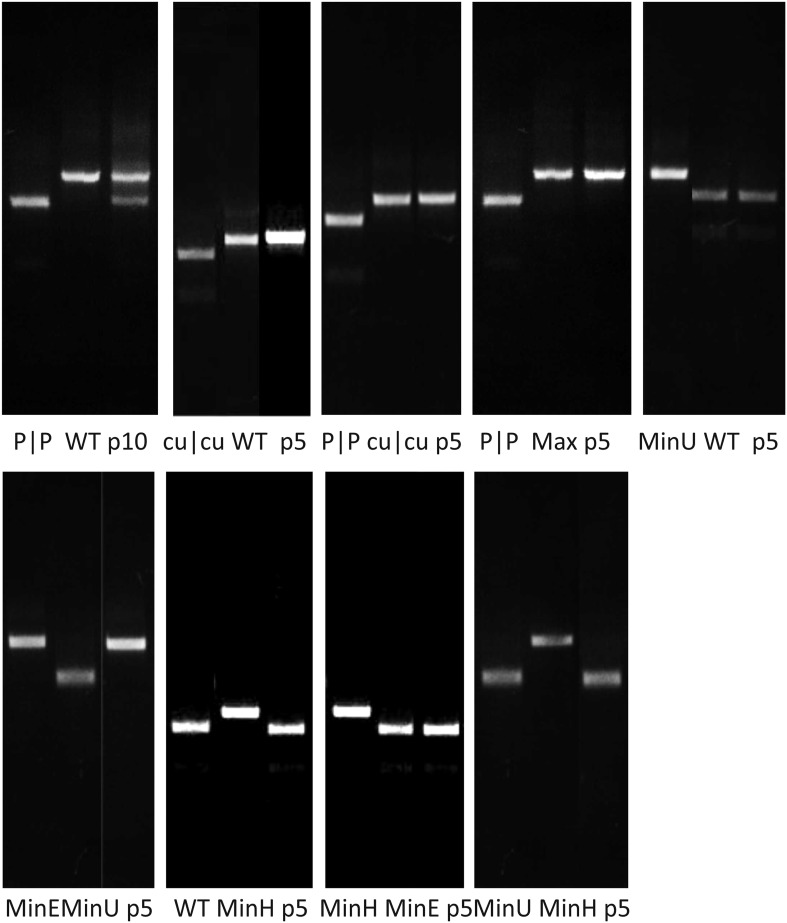 Figure 4—figure supplement 1.