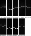 Figure 4—figure supplement 1.