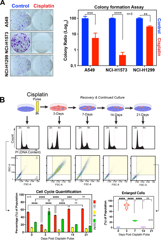 Figure 1—figure supplement 1.