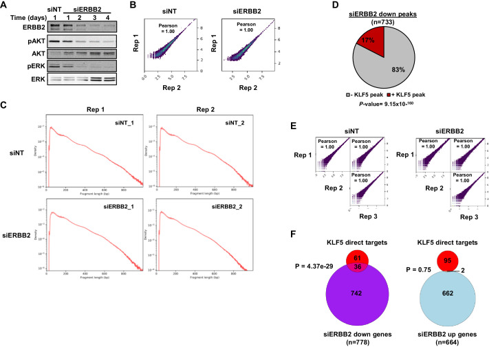 Figure 5—figure supplement 1.