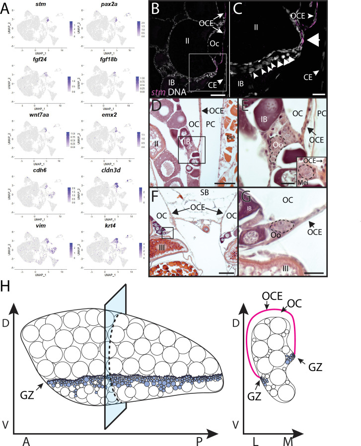 Figure 7.