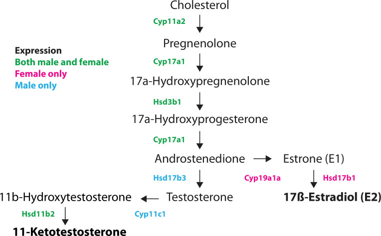 Figure 9—figure supplement 1.