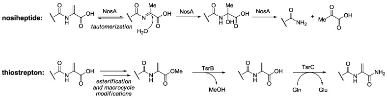 Scheme 4