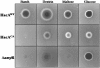 Figure 6