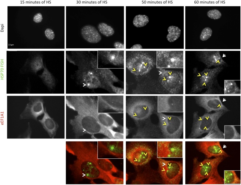 Figure 3—figure supplement 2.