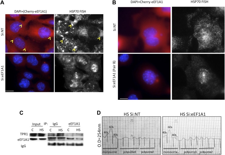 Figure 5—figure supplement 1.