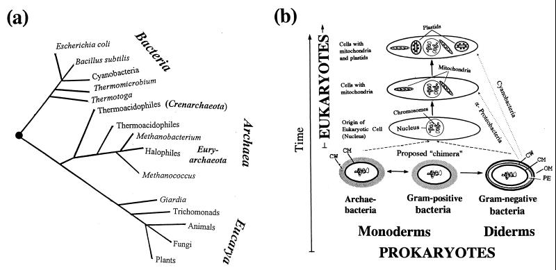 FIG. 1