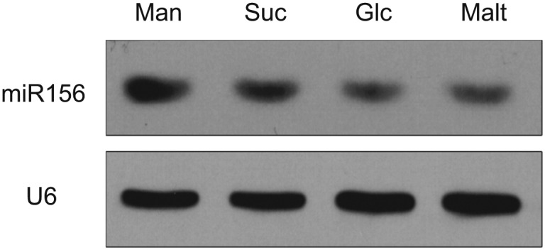 Figure 3—figure supplement 1.