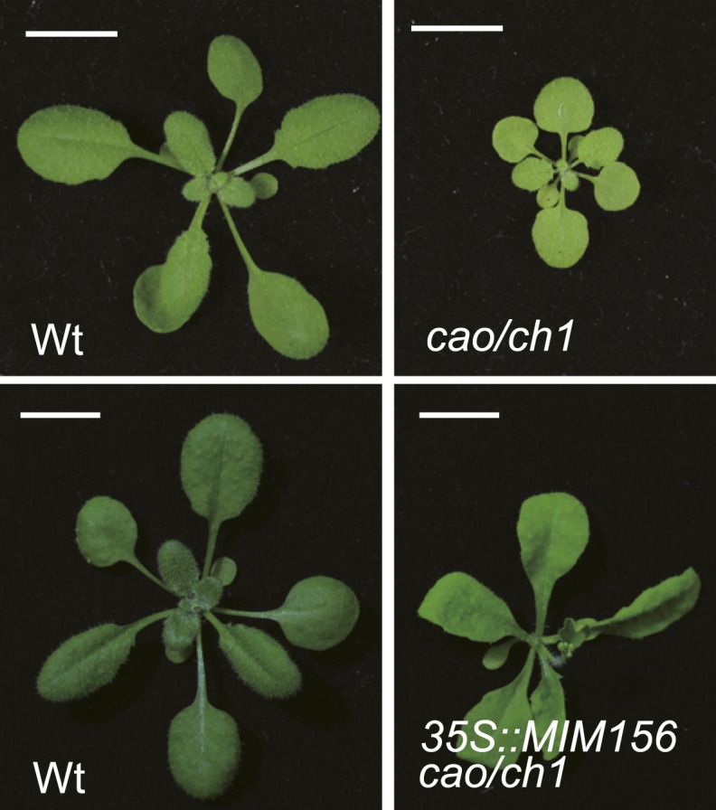 Figure 5—figure supplement 1.