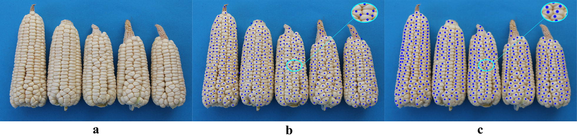Fig. 18