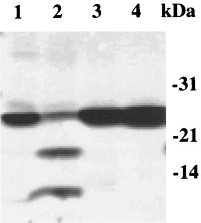 FIG. 5