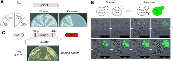 Fig 2