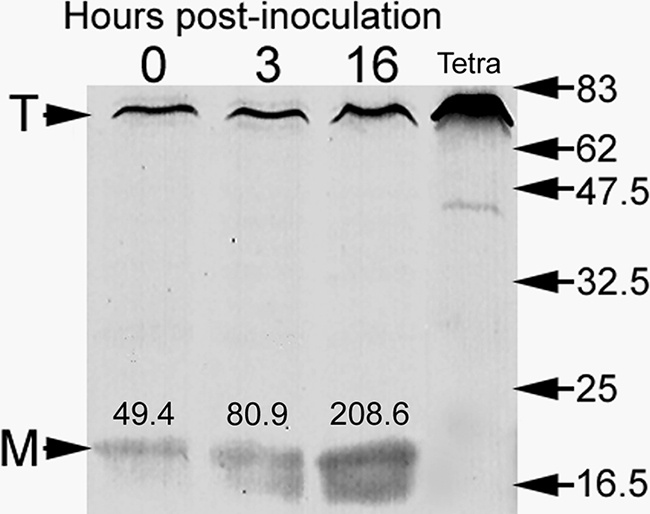 FIG. 3.