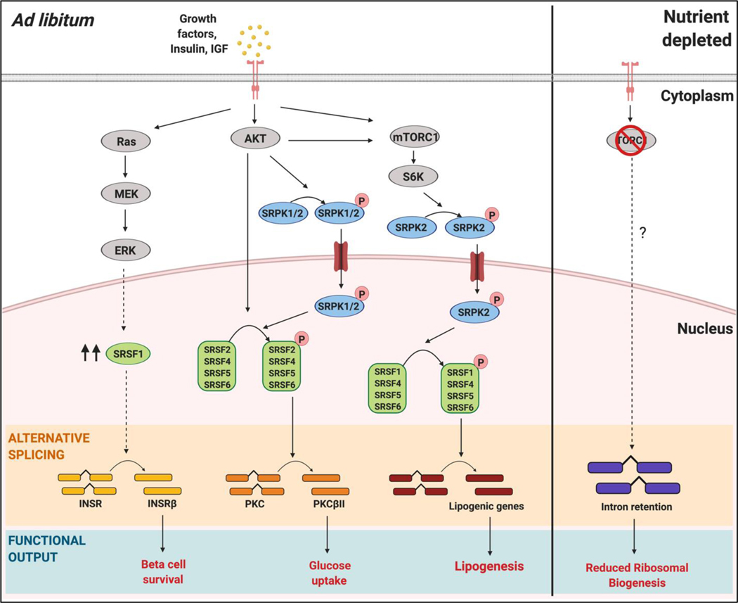 Figure 3: