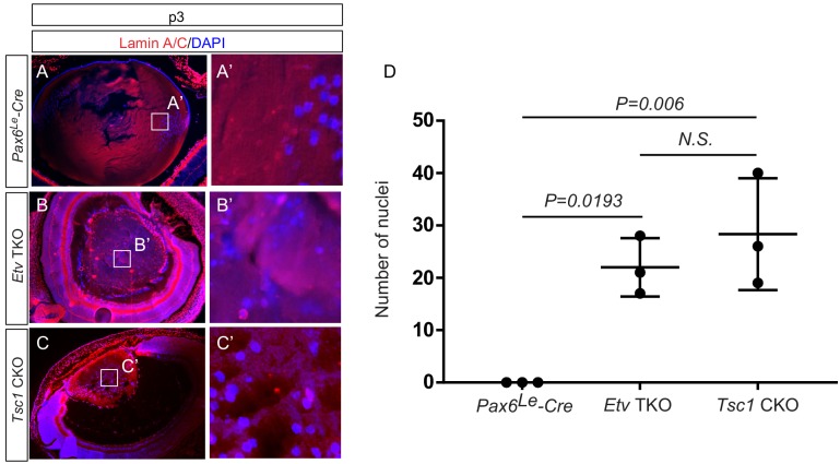 Figure 7—figure supplement 1.