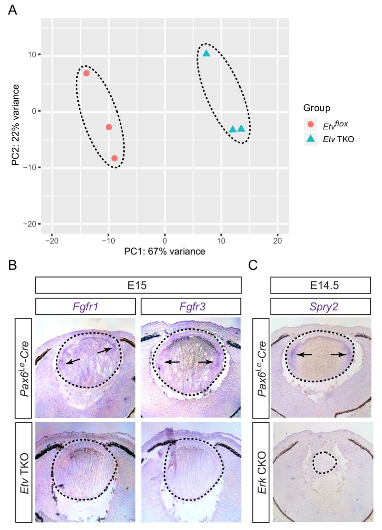 Figure 3—figure supplement 1.