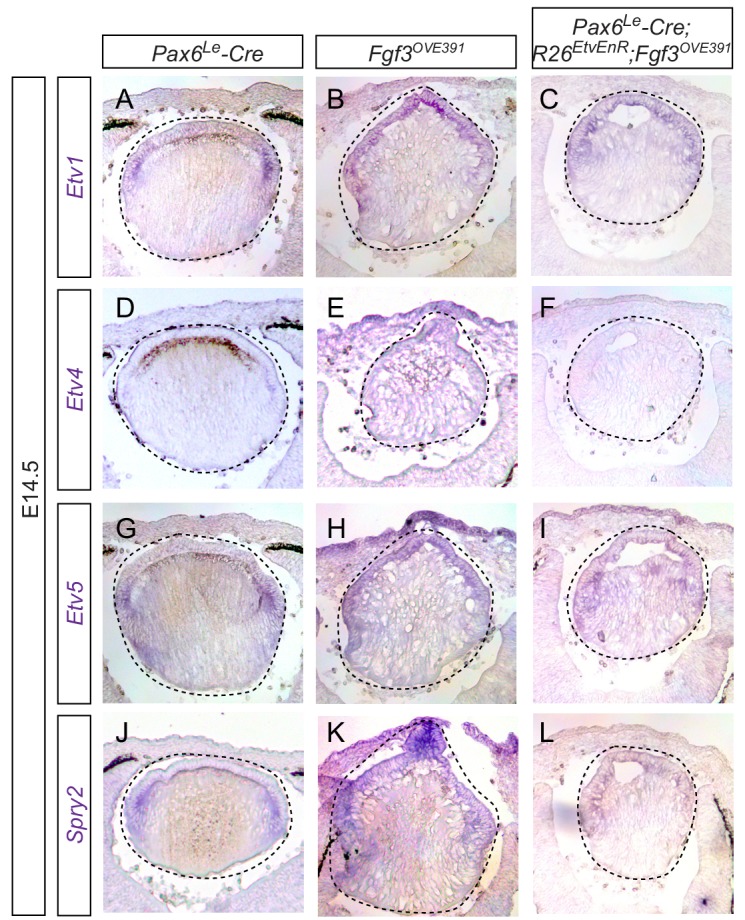 Figure 5—figure supplement 1.