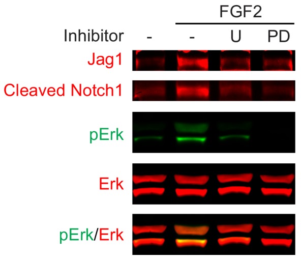 Figure 6—figure supplement 1.