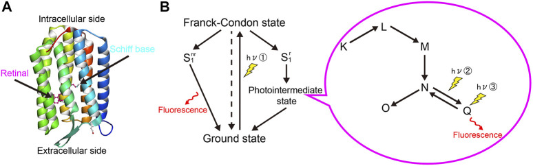 FIGURE 1