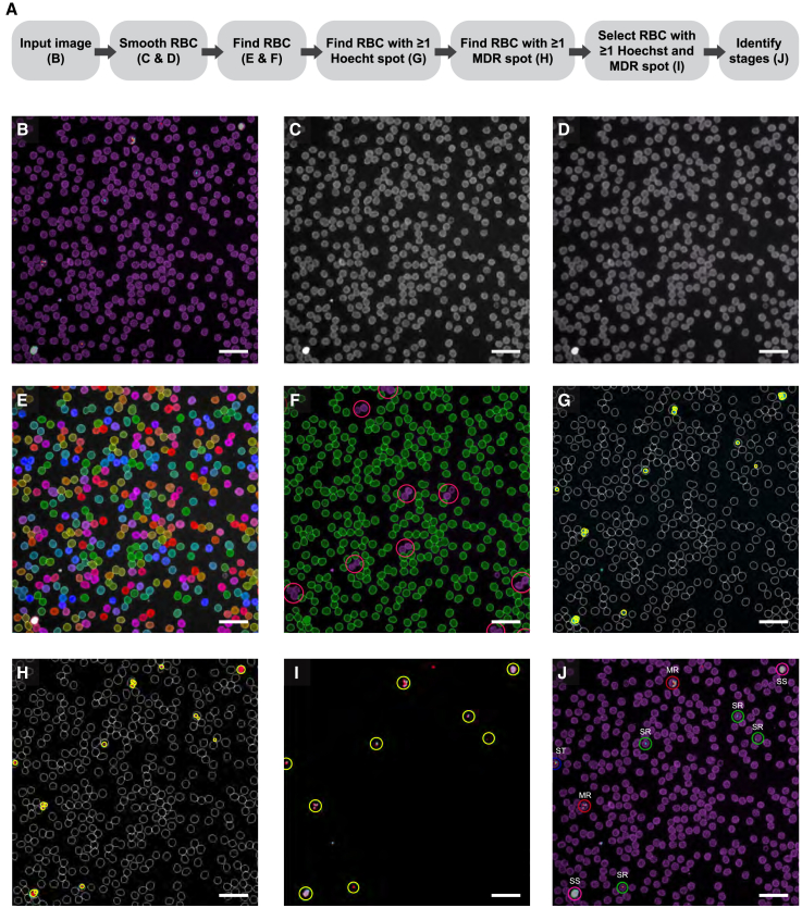 Figure 3