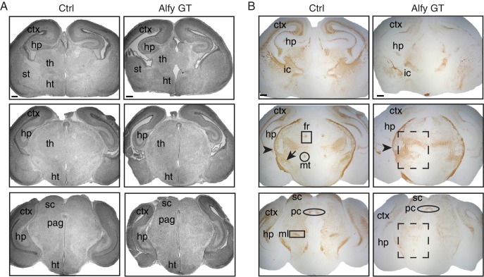 Figure 3—figure supplement 1.