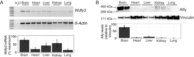 Figure 1—figure supplement 1.