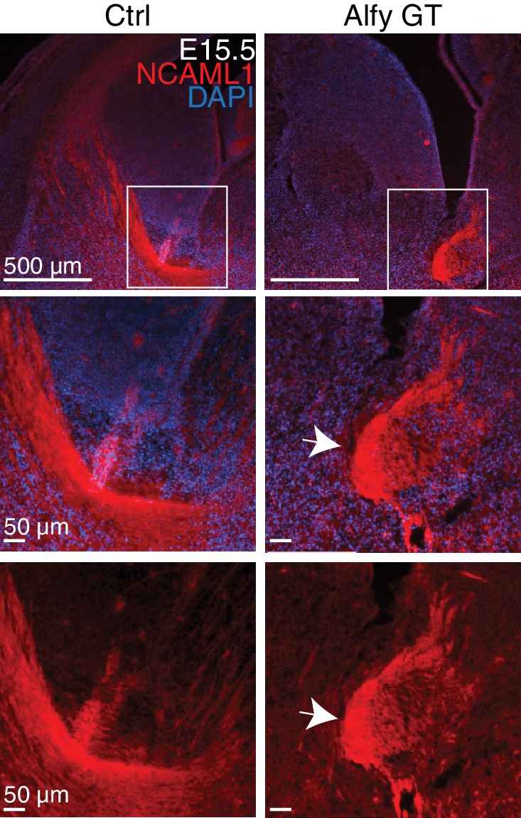 Figure 5—figure supplement 1.