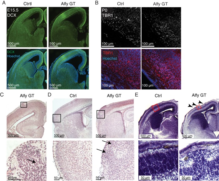 Figure 4—figure supplement 2.