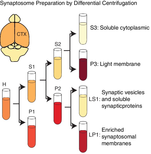 Figure 6—figure supplement 2.