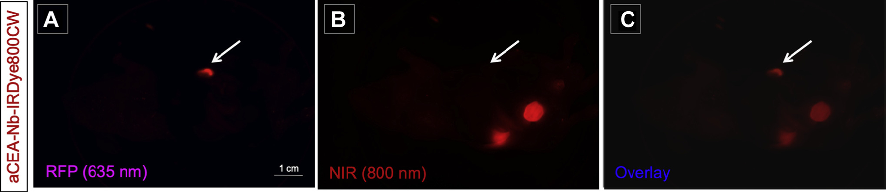 Fig 2.