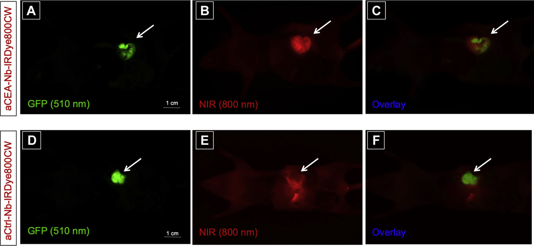 Fig 1.