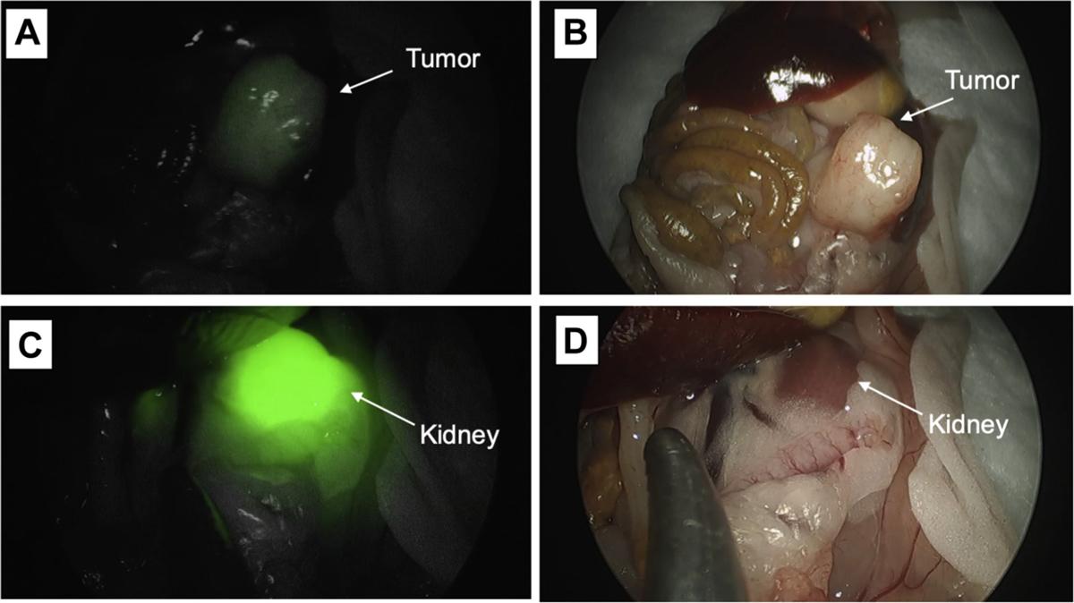 Fig 6.