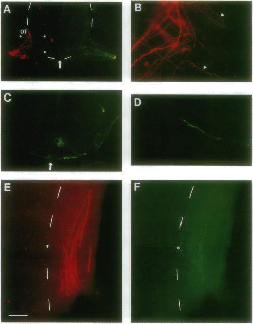 graphic file with name pnas01131-0440-a.jpg