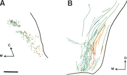 graphic file with name pnas01131-0441-a.jpg