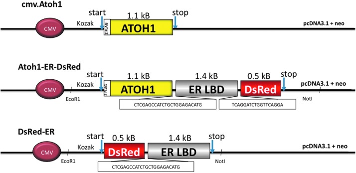 FIG. 1.